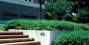 Picture of Shore Juniper (Juniperus conferta) form in landscape planters. Picture of Shore Juniper (Juniperus conferta) form in landscape planters.
