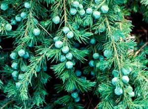 Picture closeup of Shore Juniper (Juniperus conferta) needle-like leaf structure and green berry-like fruit. Picture closeup of Shore Juniper (Juniperus conferta) needle-like leaf structure and green berry-like fruit.