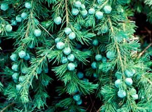 Picture closeup of Shore Juniper (Juniperus conferta­) needle-like leaf structure and green berry-like fruit.