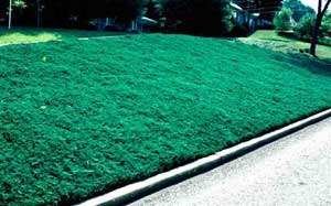 Picture of Bar Harbor Juniper (Juniperus horizontalis 'Bar Harbo') shrub form in horizontal groundcover example in landscaped embankment. Picture of Bar Harbor JunipePicture of Bar Harbor Juniper (Juniperus horizontalis 'Bar Harbo') shrub form in horizontal groundcover example in landscaped embankment.r (Juniperus horizontalis 'Bar Harbor') shrub form in horizontal 'groundcover' example in landscaped embankment.