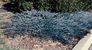 Picture of Bar Harbor Juniper (Juniperus horizontalis 'Bar Harbor') shrub form in steel blue winter color foliage.