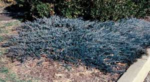 Picture of Bar Harbor Juniper (Juniperus horizontalis 'Bar Harbor') shrub form in steel blue winter color foliage. Picture of Bar Harbor Juniper (Juniperus horizontalis 'Bar Harbor') shrub form in steel blue winter color foliage.