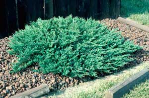 Picture of Andorra Juniper (Juniperus x horizontalis 'Plumosa') green shrub form.