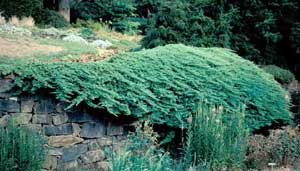 Picture of Japgarden Juniper (Juniperus procumbens) shrub form showing habit overhang of stone wall.