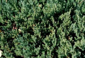 Picture closeup of Japgarden Juniper (Juniperus procumbens) leaves.