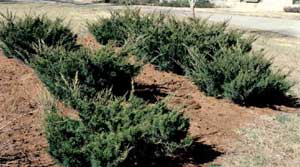 Picture of multiple Pfitzer Juniper (Juniperus x media 'Pfizteriana') shrub in young form.