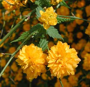 Picture closeup of (Juniperus procumbens) double yellow flowers and leaves.