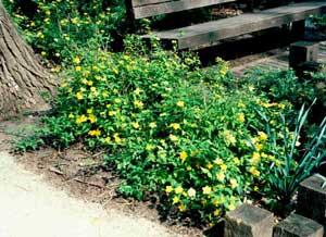 Picture of Japgarden Juniper (Juniperus procumbens) shrub from with yellow flowers.