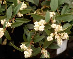 Picture closeup of Dog-hobble (Leucothoe axillaris) small white flowers and leaves.