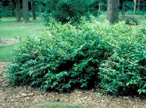 Picture of Dog-hobble (Leucothoe axillaris) green shrub form.