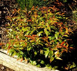 Picture of Dog-hobble (Leucothoe axillaris) shrub form showing winter change from green to maroon foliage color.