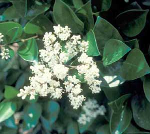 Picture closeup of Japanese Privet (Ligustrum japonicum) white flower clusters and leaves.