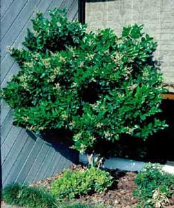 Picture of Japanese Privet (Ligustrum japonicum) shrub form.