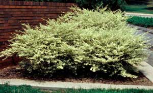 Picture of Variegated Chinese Privet (Ligustrum sinensis 'Variegata') shrub form.