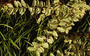 Picture closeup of Variegated Chinese Privet (Ligustrum sinensis 'Variegata') leaves showing variegation white edges on leaves.