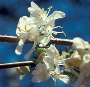 Picture closeup of Winter Honeysuckle (Lonicera fragrantissima) white flower structure.