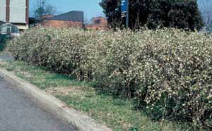 Picture of Winter Honeysuckle (Lonicera fragrantissima) shrub form in hedge.