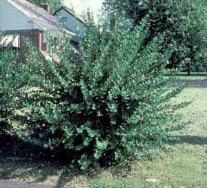 Picture of Winter Honeysuckle (Lonicera fragrantissima) shrub form.