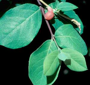 Picture closeup of Winter Honeysuckle (Lonicera fragrantissima) leaf structure and reddish fruit pod.