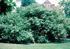 Picture of Amur Honeysuckle (Lonicera maackii) shrub form with white flowers.