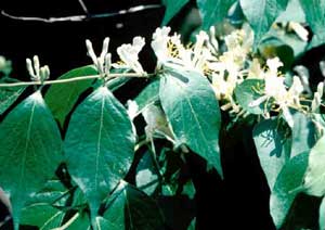 Picture closeup of Amur Honeysuckle (Lonicera maackii) white and yellow flower and leaf structures.