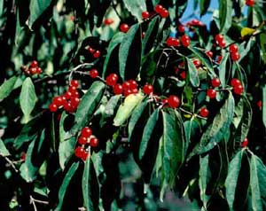 Picture closeup of Amur Honeysuckle (Lonicera maackii) leaves and red berry fruit.