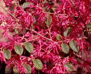 Picture closeup of Chinese Fringeflower (Loropetalum chinense) 'Blush&quot; bright pink flower structures