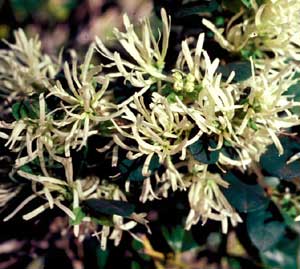 Picture closeup of Chinese Fringeflower (Loropetalum chinense) greenish-white flower structures