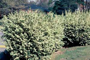 Picture of Chinese Fringeflower (Loropetalum chinense) shrub form with greenish-white covering of small flowers