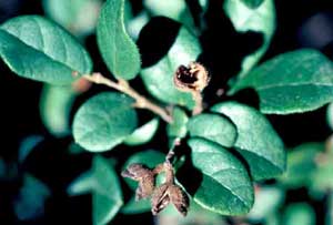 Picture closeup of Chinese Fringeflower (Loropetalum chinense) leaf structure and small brown fruit casings.