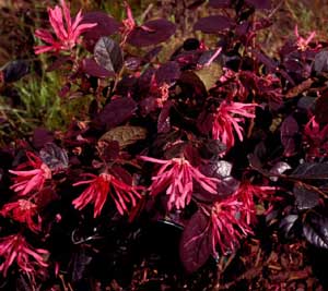 Picture closeup of Chinese Fringeflower (Loropetalum chinense) 'Plum Delight' dark pink flower structures.