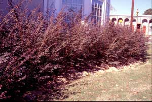 Picture of Chinese Fringeflower (Loropetalum chinense) 'Plum Delight' shrub form in burgandy colored foliage.