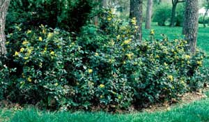 Picture of Oregon Hollygrape (Mahonia aquifolium) shrub form with yellow flowers.