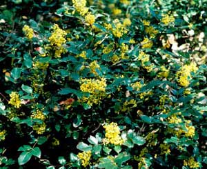 Picture closeup of Oregon Hollygrape (Mahonia aquifolium) yellow flowers.