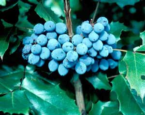 Picture closeup of Oregon Hollygrape (Mahonia aquifolium) cluster of blue grape-like fruit.