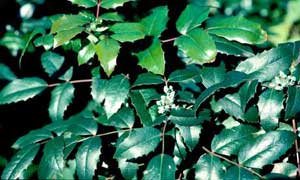 Picture closeup of Oregon Hollygrape (Mahonia aquifolium) leaf structure and tiny white flower buds.