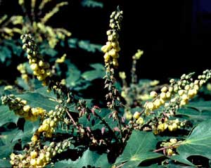 Picture closeup of Leatherleaf Mahonia (Mahonia bealei) flower terminal clusters with tiny yellow flowers.