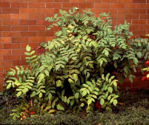 Picture of Leatherleaf Mahonia (Mahonia bealei) shrub form.