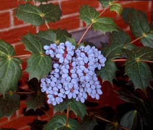 Picture closeup of Leatherleaf Mahonia (Mahonia bealei) fruit cluster with bluish-purplish grape-like fruit.