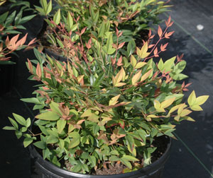 Picture of Dwarf Nandina (Nandina domestica 'Atropurpurea Nana') shrub forms.