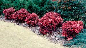 Picture of Dwarf Nandina (Nandina domestica 'Atropurpurea Nana') shrub forms showing winter color of red leaves.