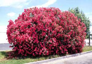 Picture of Oleander (Nerium oleander) shrub form covered with red flowers.