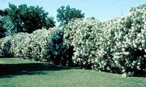 Picture of Oleander (Nerium oleander) shrub form in hedge covered with white flowers.