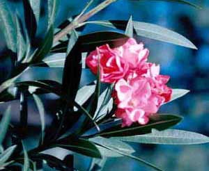 Picture closeup of Oleander (Nerium oleander) pink flowers and leaf structure.