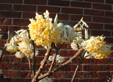 Picture closeup of Paperbush (Edgeworthia chrysantha) flower.
