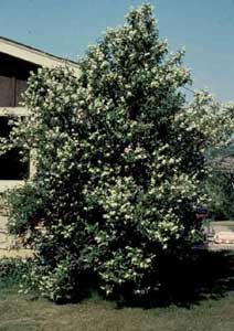 Picture of Mockorange (Philadelphus coronarius) shrub form with white flowers.