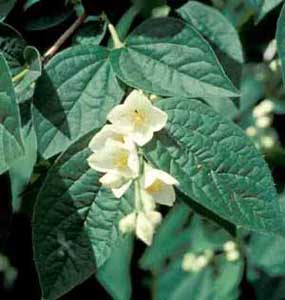 Picture closeup of Mockorange (Philadelphus coronarius) white flowers and leaf structures. Picture closeup of Mockorange (Philadelphus coronarius) white flowers and leaf structures.