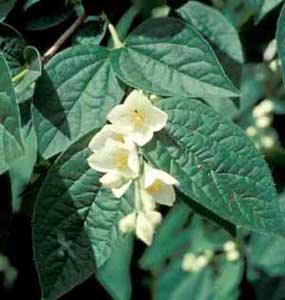 Picture closeup of Mockorange (Philadelphus coronarius) white flowers and leaf structures.