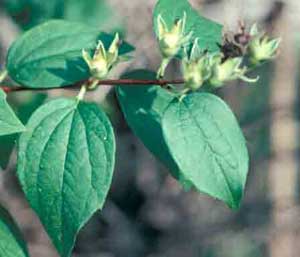 Picture closeup of Mockorange (Philadelphus coronarius) green fruit capsules and leaves.