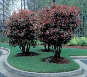 Picture of Fraser Photinia (Photinia x fraseri) shrub form showing red tip of foliage in landscape setting.
